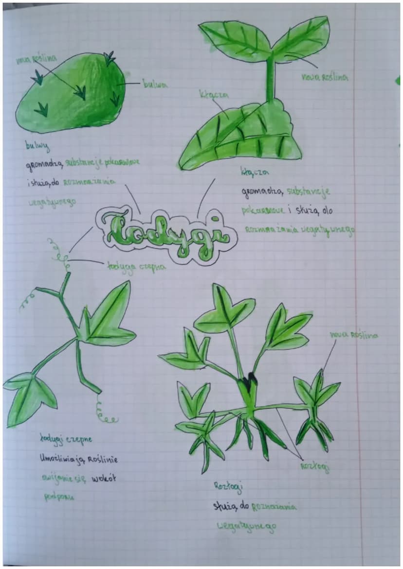 Biologia
Drial IV
Rodzaje Hansh
Rodzaj
Thanki twórcze (zbudowane z
komórek, które stale się dzielą)
Thanki state
Скаушајже
Miękiszowe
(zbudo