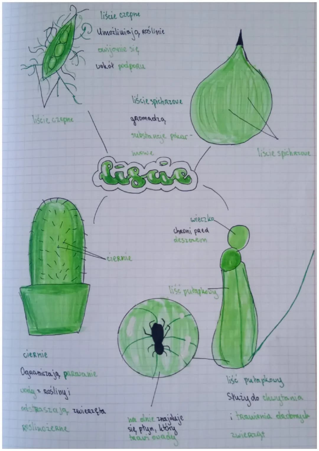 Biologia
Drial IV
Rodzaje Hansh
Rodzaj
Thanki twórcze (zbudowane z
komórek, które stale się dzielą)
Thanki state
Скаушајже
Miękiszowe
(zbudo