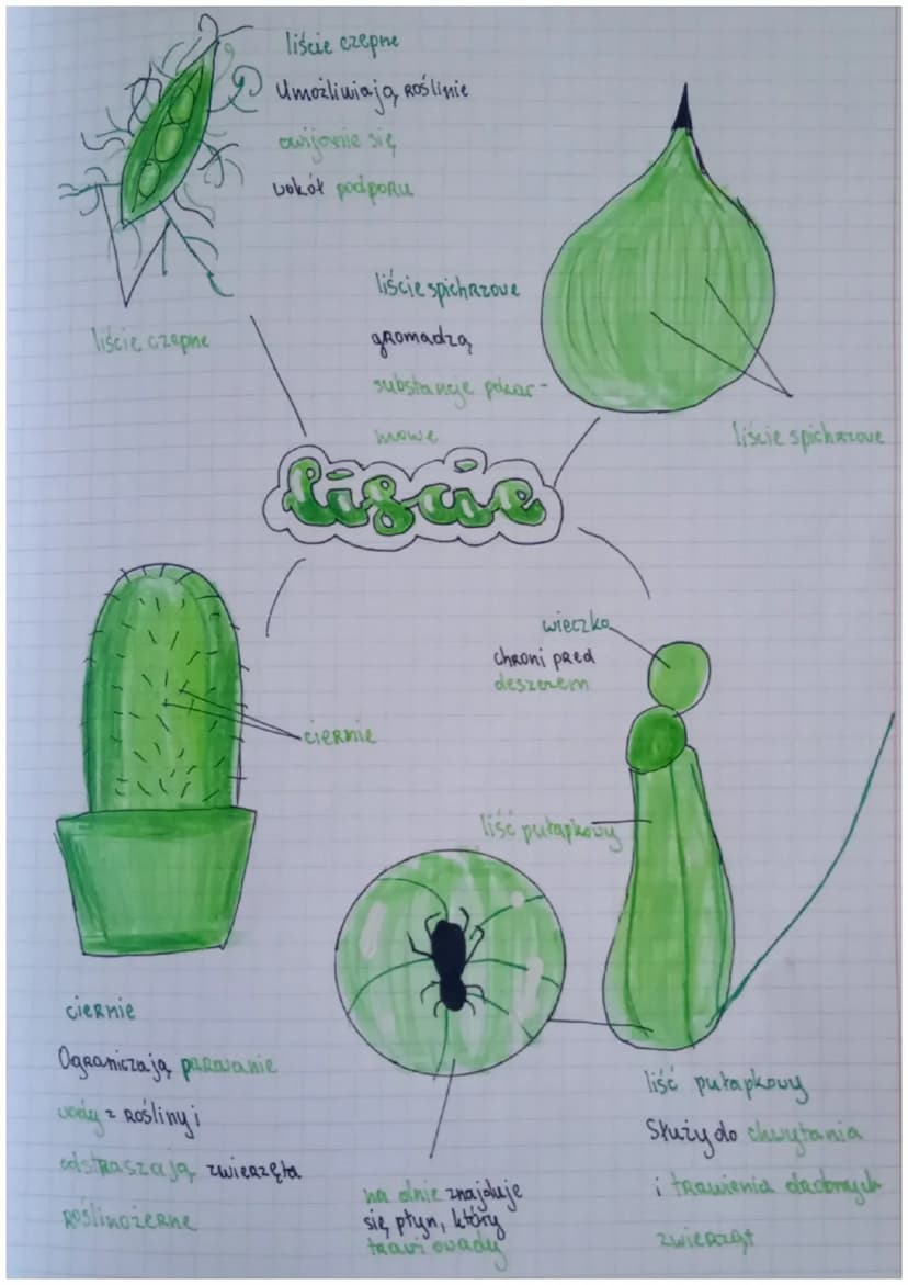 Biologia
Drial IV
Rodzaje Hansh
Rodzaj
Thanki twórcze (zbudowane z
komórek, które stale się dzielą)
Thanki state
Скаушајже
Miękiszowe
(zbudo