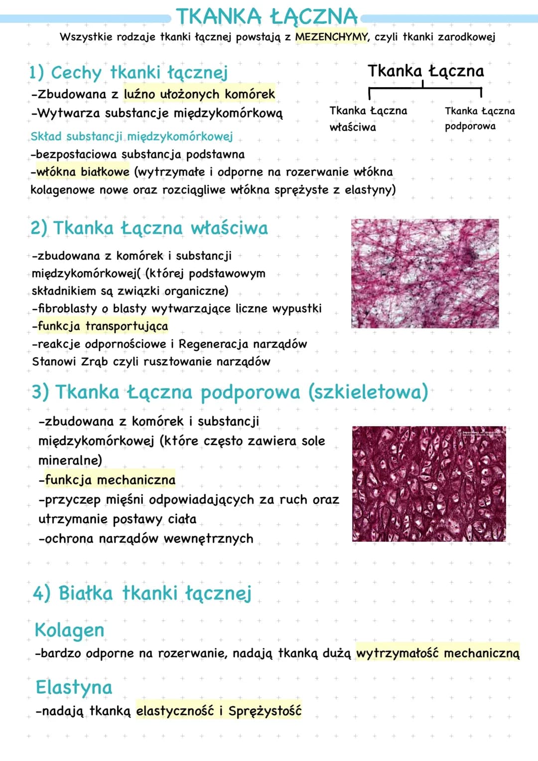 Tkanka łączna (bez płynnej)