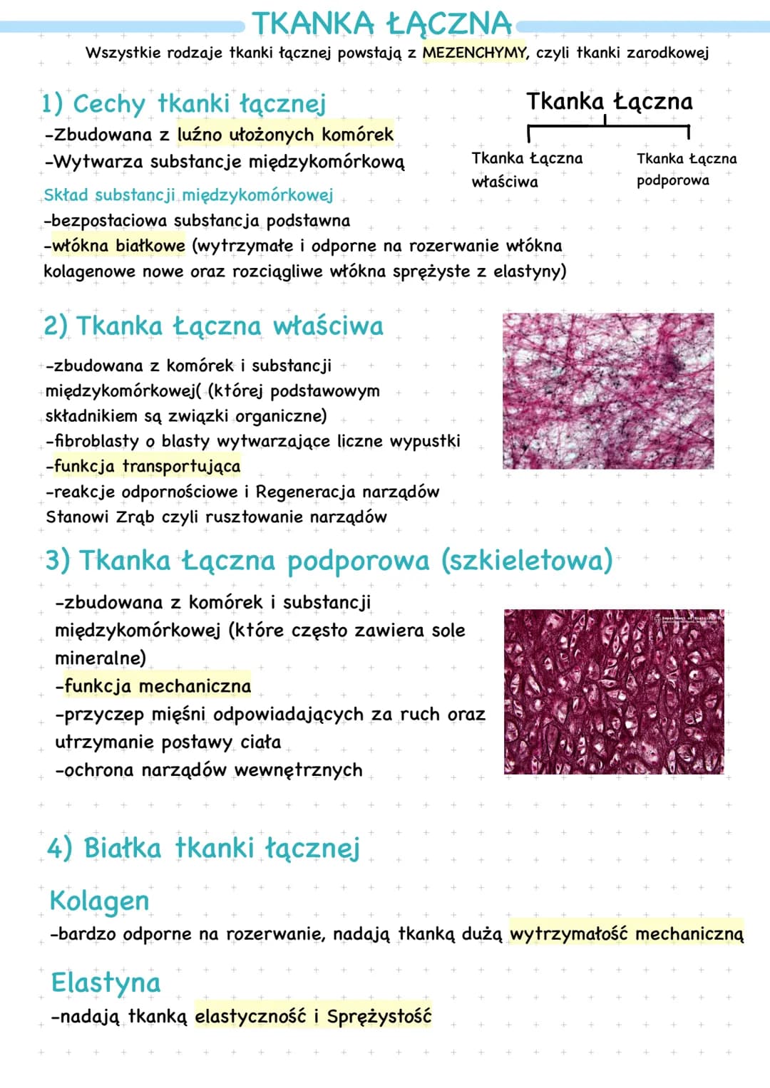 TKANKA ŁĄCZNA
Wszystkie rodzaje tkanki łącznej powstają z MEZENCHYMY, czyli tkanki zarodkowej
Tkanka Łączna
1) Cechy tkanki łącznej
-Zbudowa