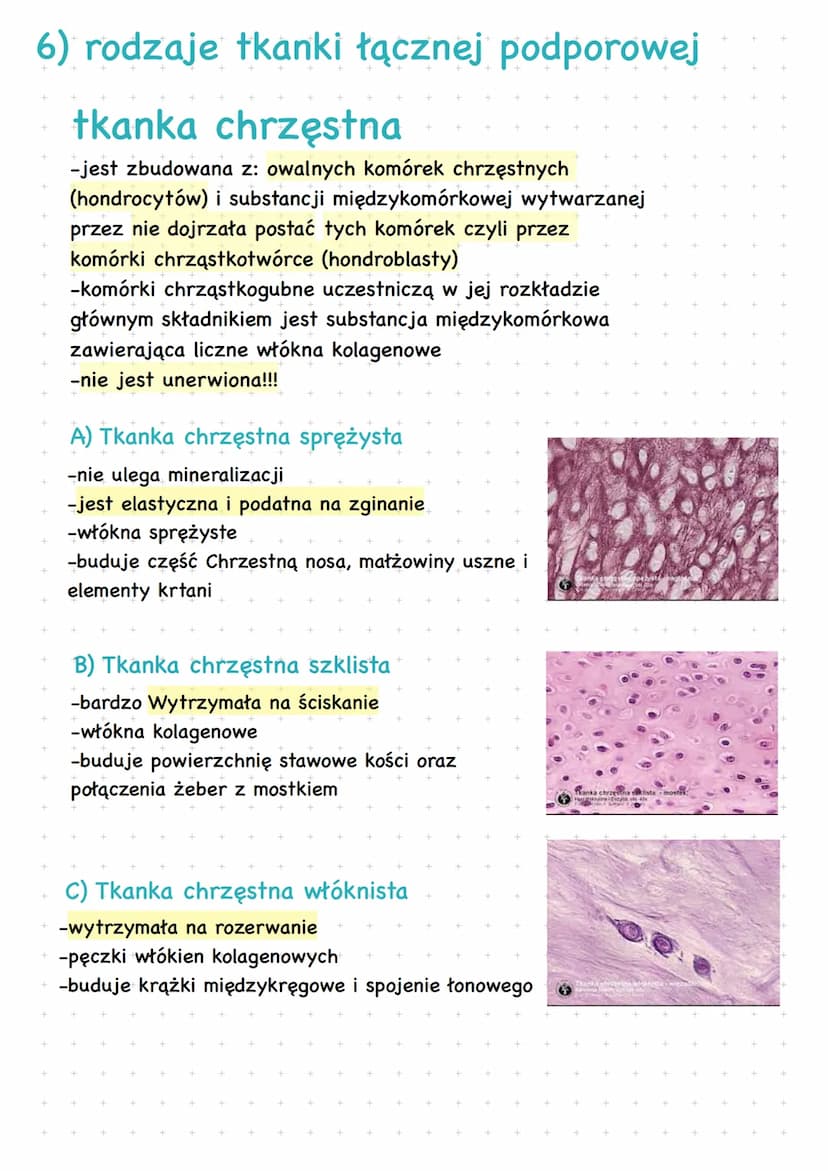 TKANKA ŁĄCZNA
Wszystkie rodzaje tkanki łącznej powstają z MEZENCHYMY, czyli tkanki zarodkowej
Tkanka Łączna
1) Cechy tkanki łącznej
-Zbudowa