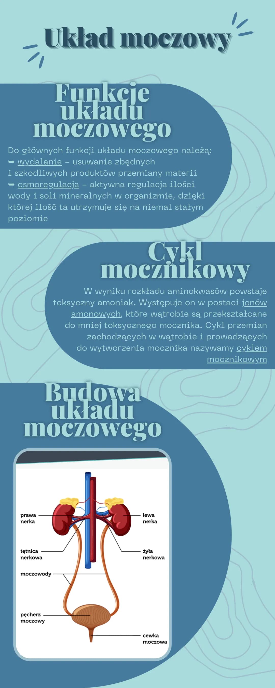 Układ moczow
Funkcje
ukladu
moczowego
495
Do głównych funkcji układu moczowego należą:
➡ wydalanie – usuwanie zbędnych
i szkodliwych produkt