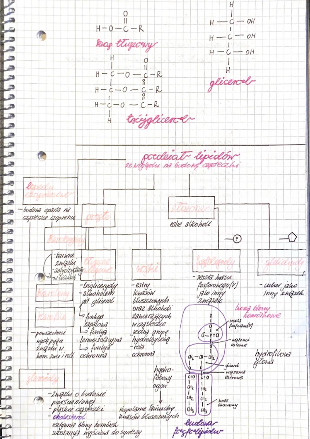 stachioza
-shłada się
czterech
monomerow
↳oldehyd
glicerynowy
trioza
alineaa
-trisacharyd
- 3 mone mery
-nasiona
baweling, sola
↳gencjancra
