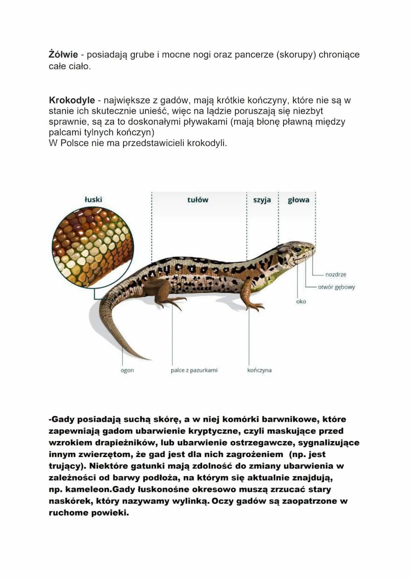 Gady
Kręgowce które opanowały ląd
Występowanie i środowisko życia gadów
Gady to kręgowce występujące głównie w środowisku
lądowym. Określa s