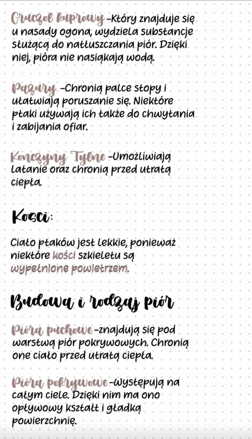 Sterowki -To sztywne pióra
ogonowe. Umożliwiają one
utrzymywanie równowagi podczas
Lotu i kierowania lotem.
Lotki-To sztywne pióra, które są