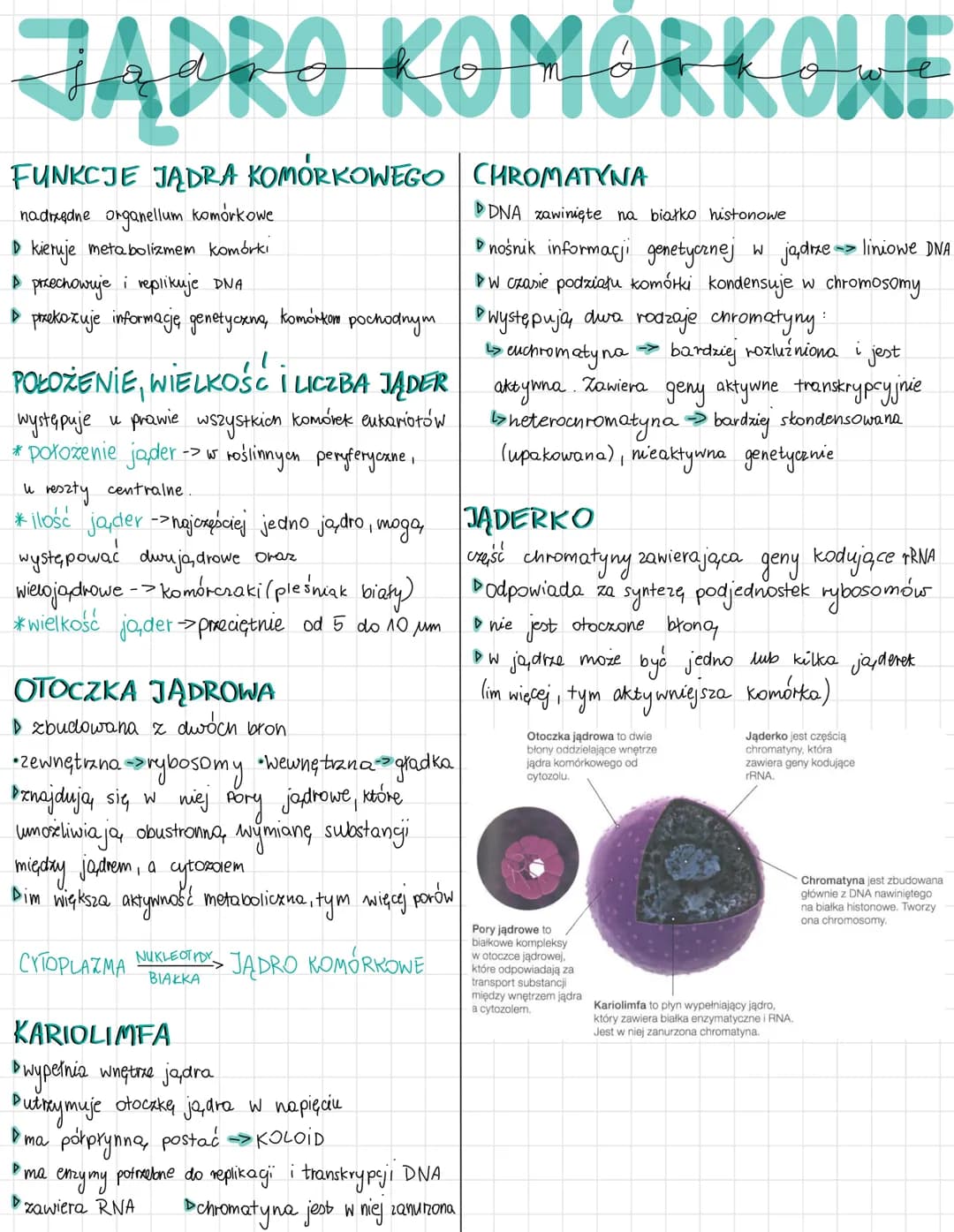 JADRO KOMÓRKOWE
FUNKCJE JĄDRA KOMORKOWEGO CHROMATYNA
nadrzędne organellum komórkowe
D kieruje metabolizmem komórki
▷ przechowuje i replikuje