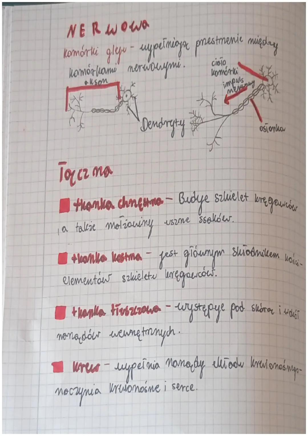 I
Wspólne Cechy zwierząt
- so, organizmami wielokomórkouymi
ich komórke mają jądro komórkowe
zawierają chloroplastów once
nie
Są organizmami