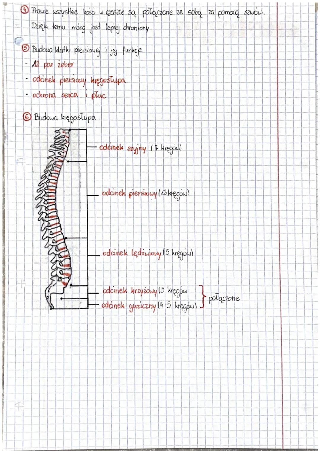 # biologia

sułowa i funkcje szkieletu
osiowego

funkcje szkieletu osiowego

① Schielet osiowy jest min rusztowaniem tułowia. Zapewnia równo