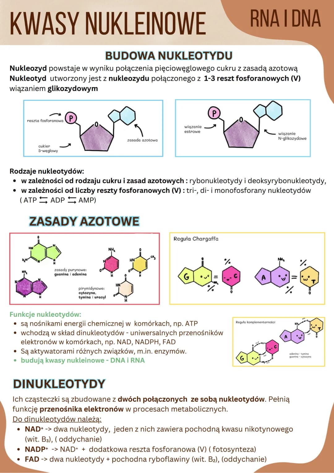KWASY NUKLEINOWE
BUDOWA NUKLEOTYDU
Nukleozyd powstaje w wyniku połączenia pięciowęglowego cukru z zasadą azotową
Nukleotyd utworzony jest z 