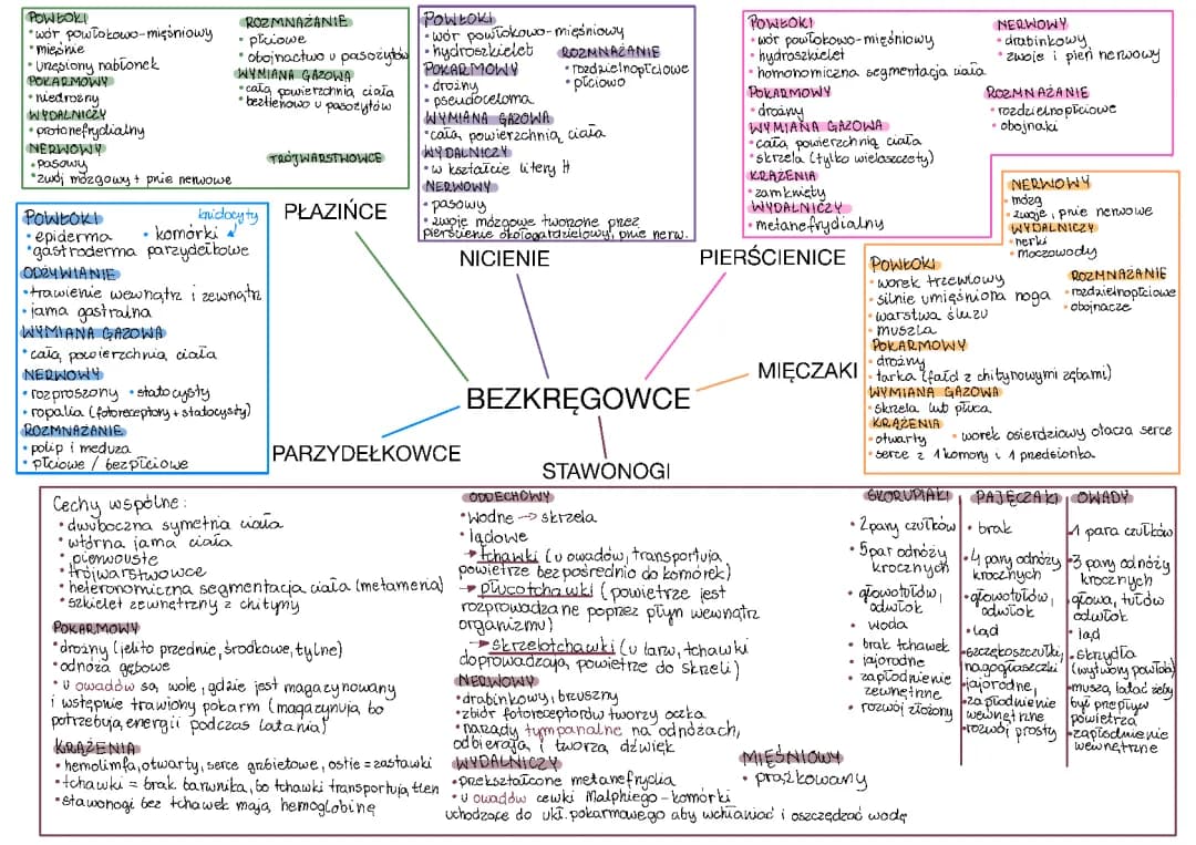 Bezkręgowce Tabela, Typy i Porównanie - Super Powtórka!