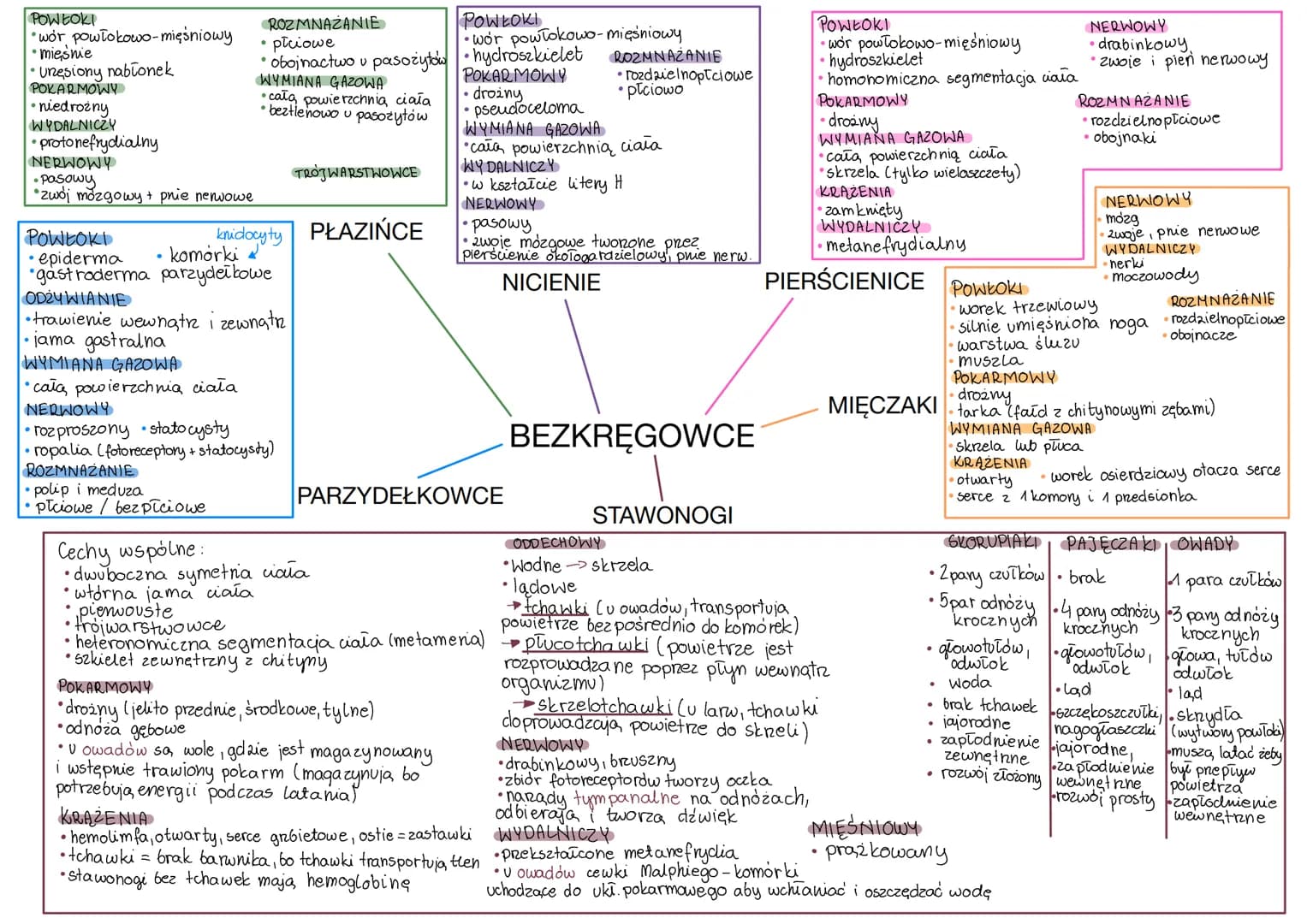 POWŁOKI
wor powłokowo-mięśniowy
• mięśnie
• Unesiony nabionek
POKARMOWY
• niedrożny
WYDALNICZY
•protonefrydialny
NERWOWY
•pasowy
zwój mózgow