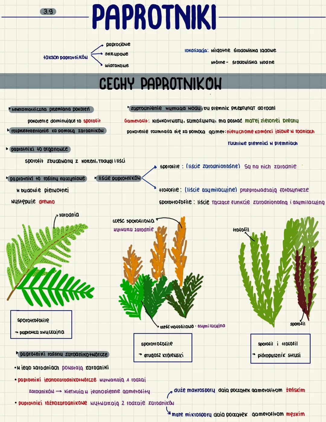 3.9
takson paprotników
paprotniki to organowce
heteromorficzna przemiana pokoleń
pokolenie dominujące to sporofit
rozprzestrzenianie za pomo