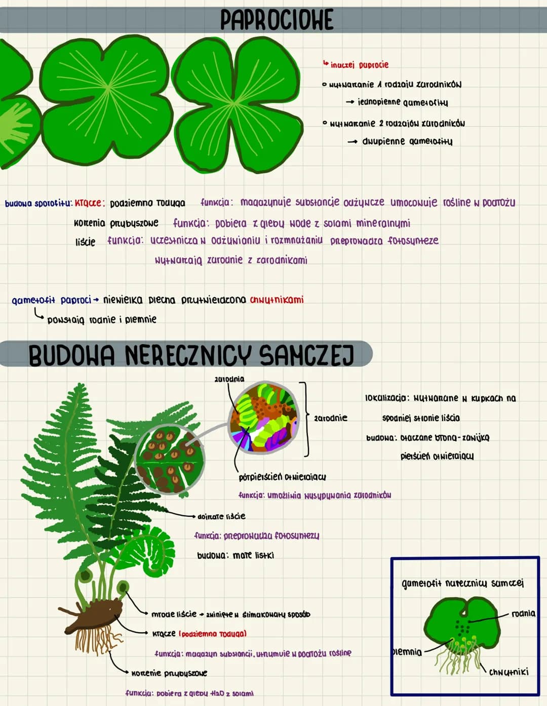 3.9
takson paprotników
paprotniki to organowce
heteromorficzna przemiana pokoleń
pokolenie dominujące to sporofit
rozprzestrzenianie za pomo