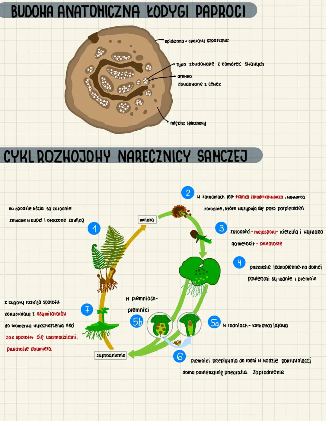 3.9
takson paprotników
paprotniki to organowce
heteromorficzna przemiana pokoleń
pokolenie dominujące to sporofit
rozprzestrzenianie za pomo