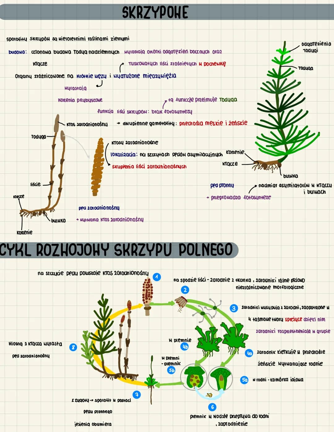 3.9
takson paprotników
paprotniki to organowce
heteromorficzna przemiana pokoleń
pokolenie dominujące to sporofit
rozprzestrzenianie za pomo