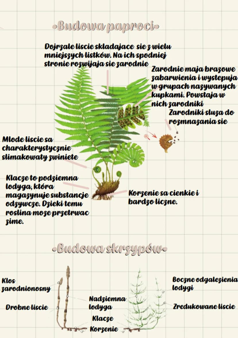 biologue
Paprotniki
•Srodkowisko zycia.
Wiekszosc paprotnikow rosnie na
ladzie, w miejscach wilgotnych i
zacienionych. Rosliny te wystepuja 