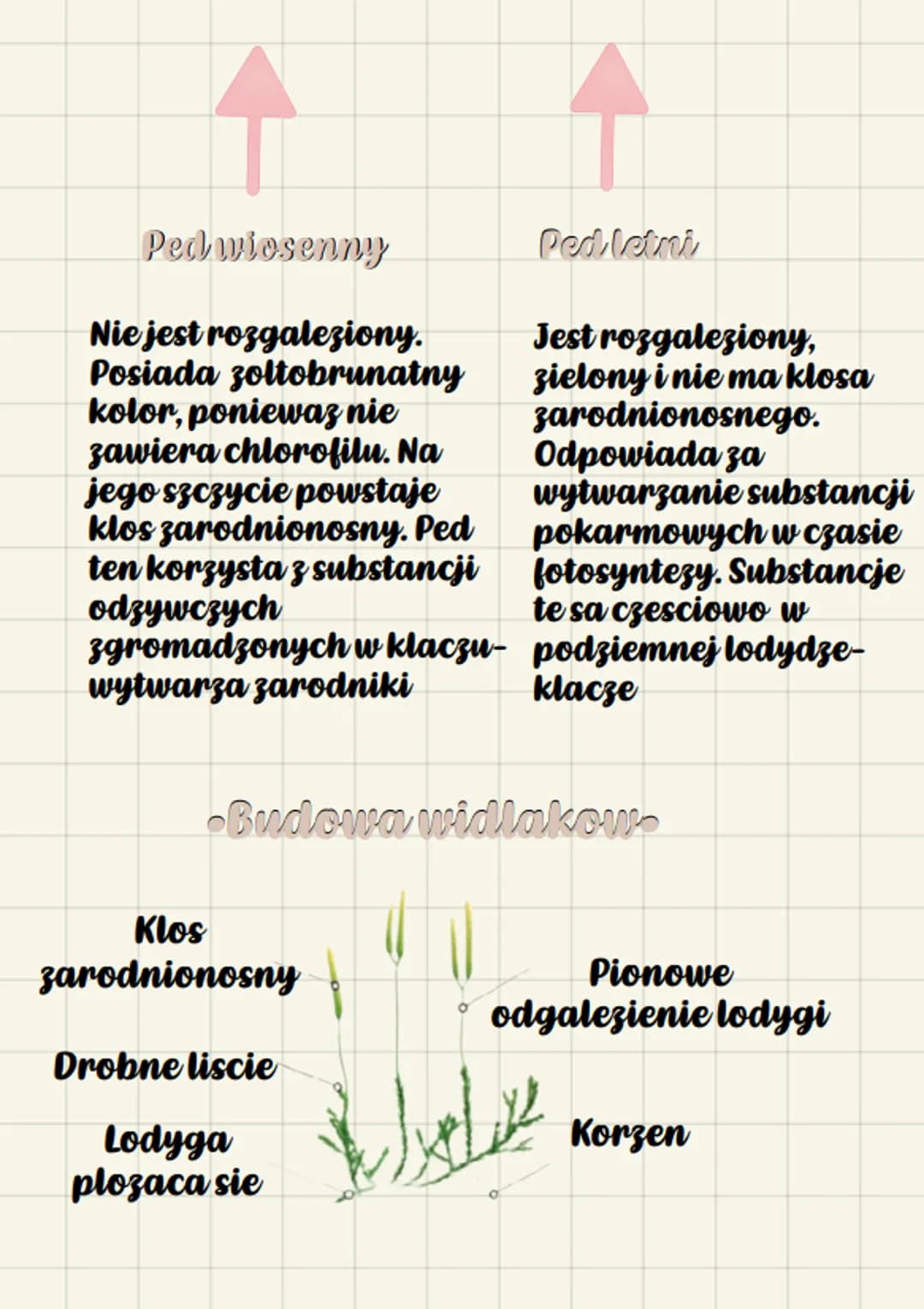 biologue
Paprotniki
•Srodkowisko zycia.
Wiekszosc paprotnikow rosnie na
ladzie, w miejscach wilgotnych i
zacienionych. Rosliny te wystepuja 