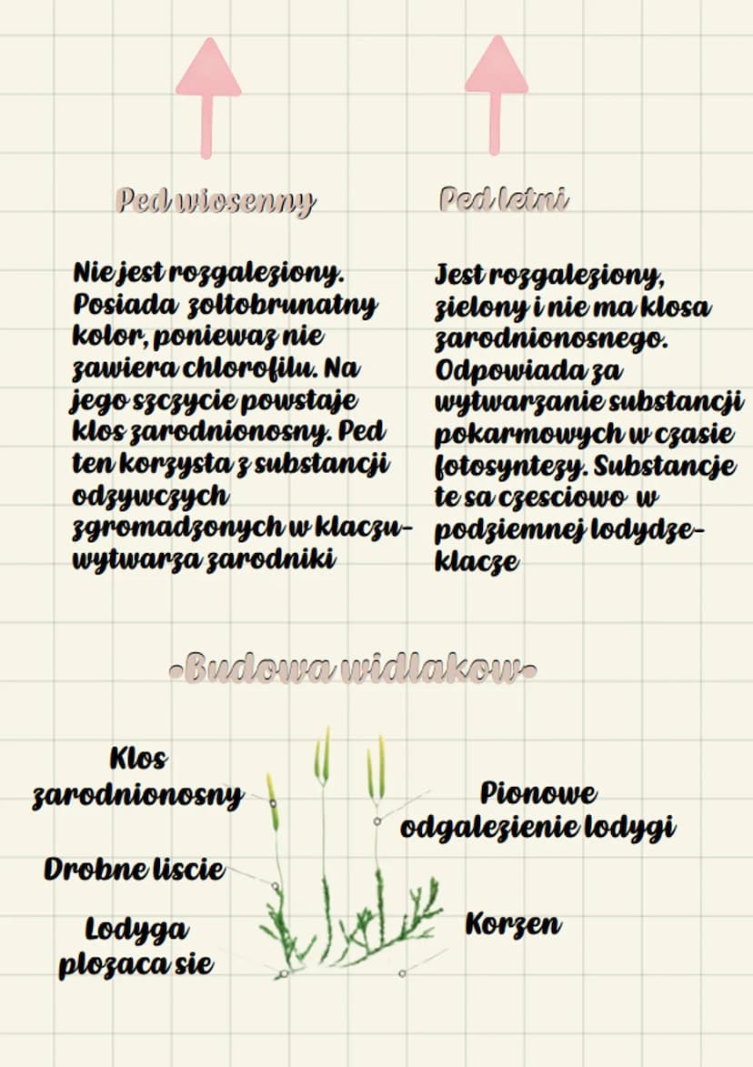 biologue
Paprotniki
•Srodkowisko zycia.
Wiekszosc paprotnikow rosnie na
ladzie, w miejscach wilgotnych i
zacienionych. Rosliny te wystepuja 