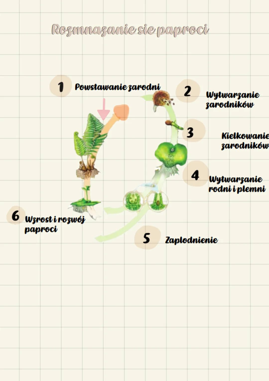 biologue
Paprotniki
•Srodkowisko zycia.
Wiekszosc paprotnikow rosnie na
ladzie, w miejscach wilgotnych i
zacienionych. Rosliny te wystepuja 