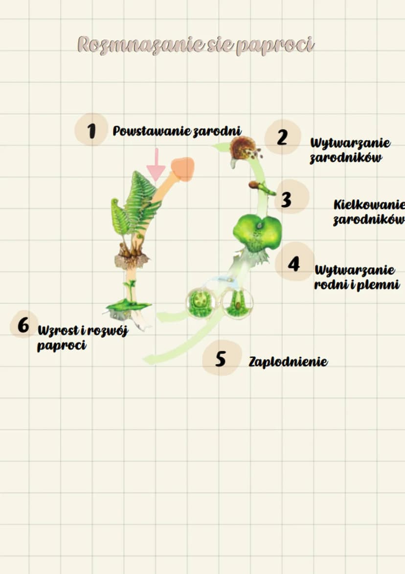 biologue
Paprotniki
•Srodkowisko zycia.
Wiekszosc paprotnikow rosnie na
ladzie, w miejscach wilgotnych i
zacienionych. Rosliny te wystepuja 