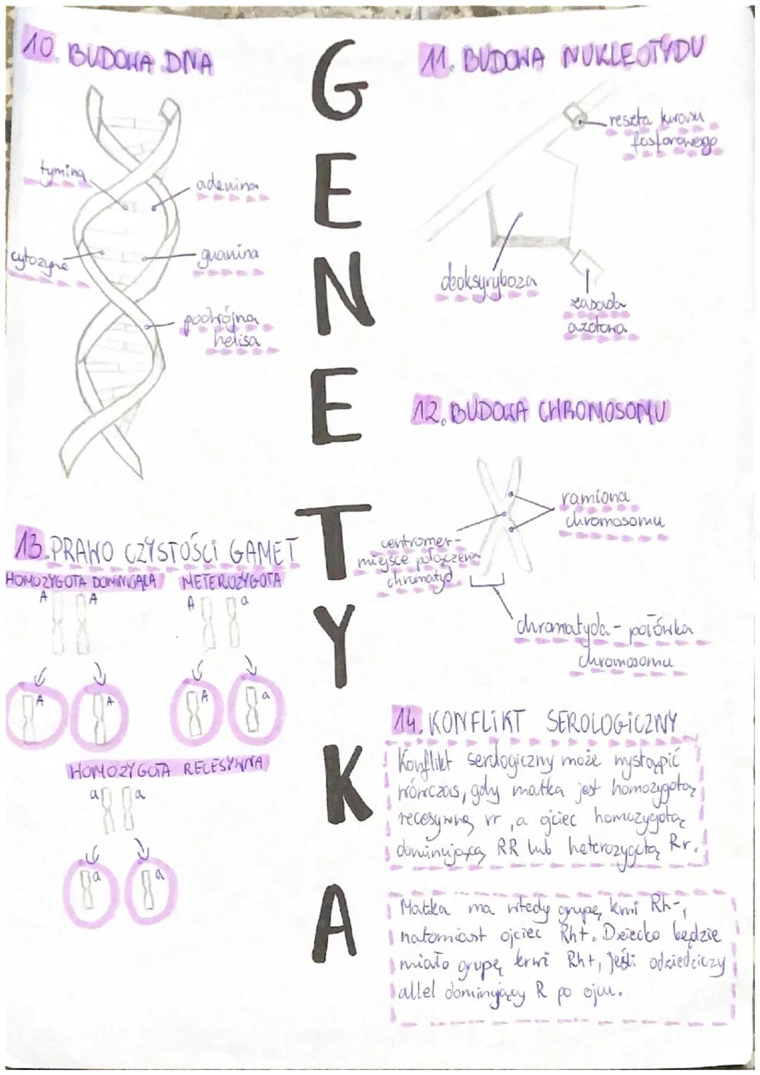 A. CECHY DZIEDZICZNE
• kolor oczu,
vysy twarzy,
wzrost,
sylwetka
2. NUKLEOTYD jest zbudowany
• deoksyrybozy,
9
G
0
genetyka
CECHY NIEDZIEDZI