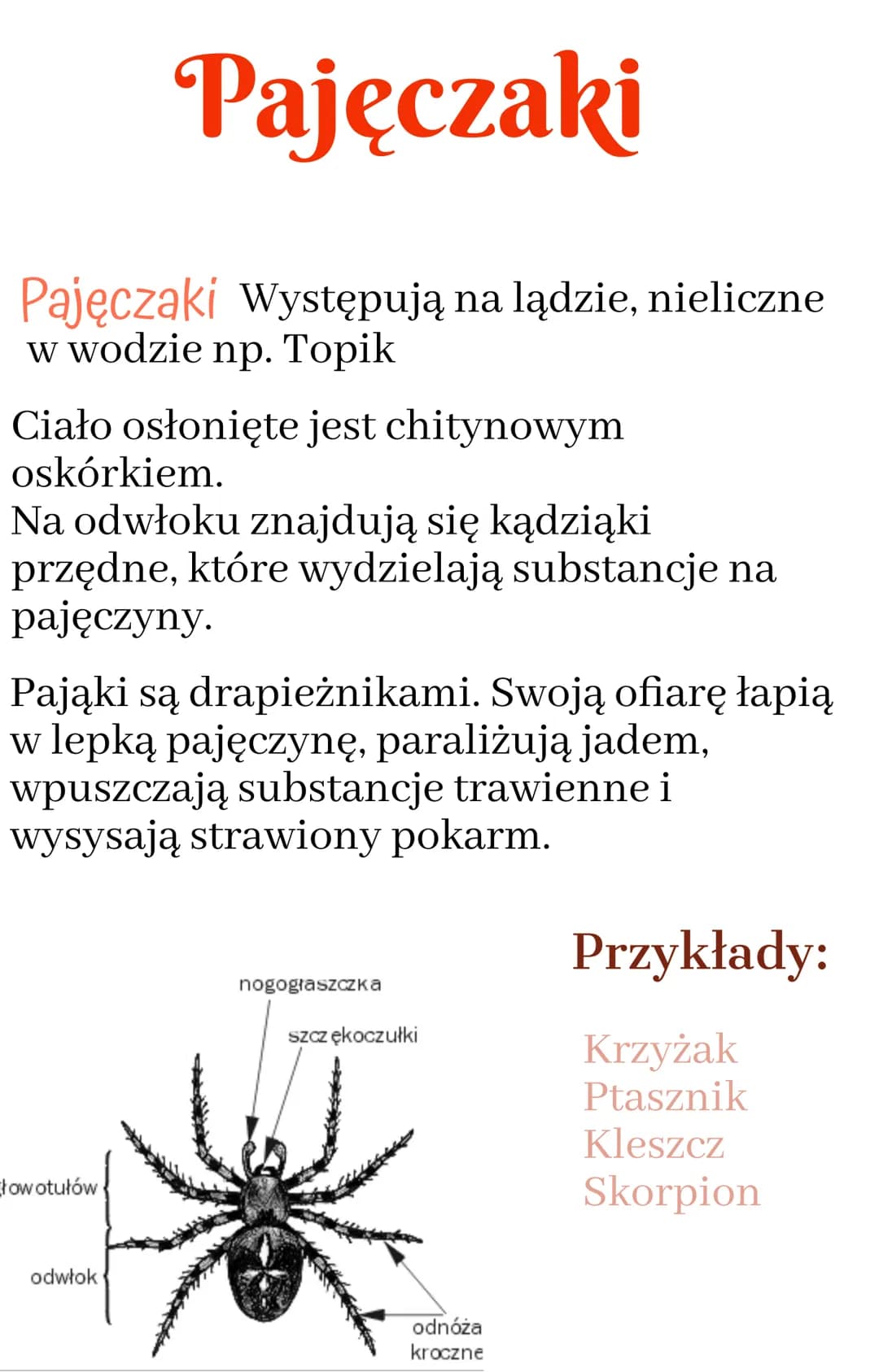 Pajęczaki
Pajęczaki Występują na lądzie, nieliczne
w wodzie np. Topik
Ciało osłonięte jest chitynowym
oskórkiem.
Na odwłoku znajdują się kąd