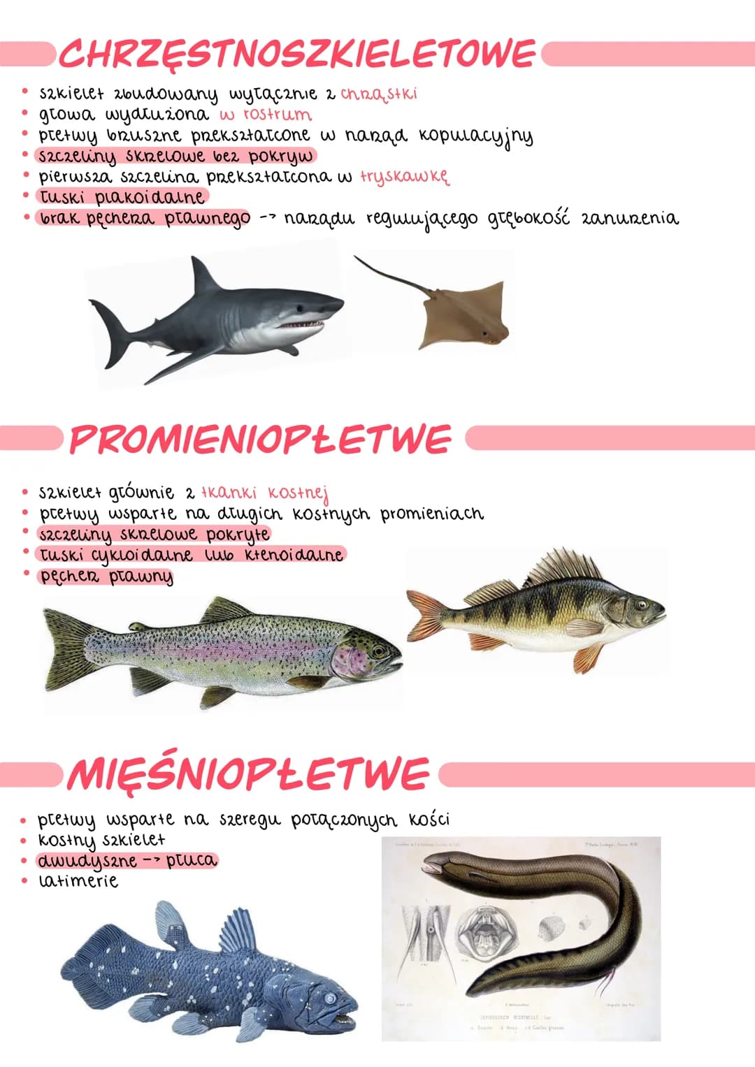 .
●
●
чуву
OGÓLNA BUDOWA
kształt ciała zależy od środowiska życia
.
u większości ciało jest bocznie spłaszczone o wrzecionowałym kształcie
t