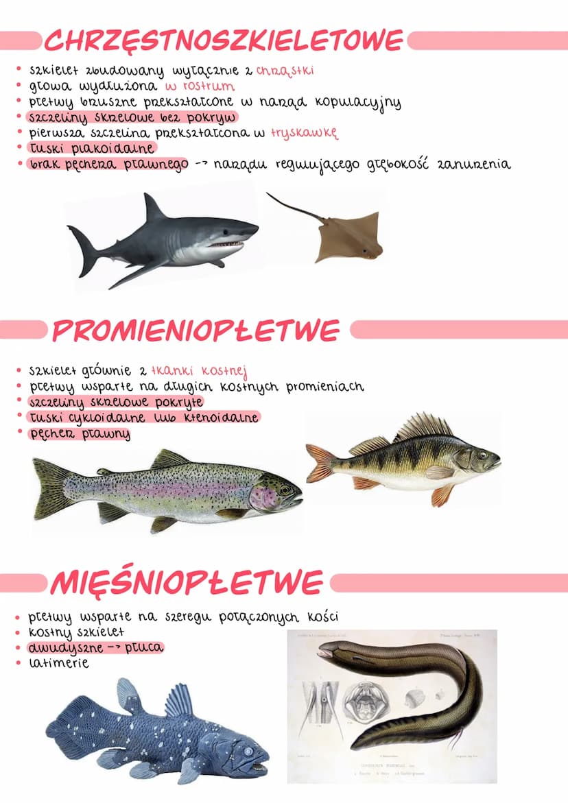 .
●
●
чуву
OGÓLNA BUDOWA
kształt ciała zależy od środowiska życia
.
u większości ciało jest bocznie spłaszczone o wrzecionowałym kształcie
t
