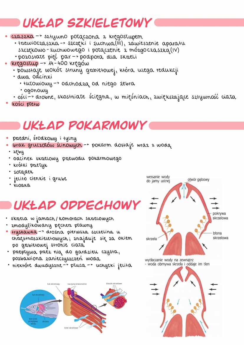 .
●
●
чуву
OGÓLNA BUDOWA
kształt ciała zależy od środowiska życia
.
u większości ciało jest bocznie spłaszczone o wrzecionowałym kształcie
t