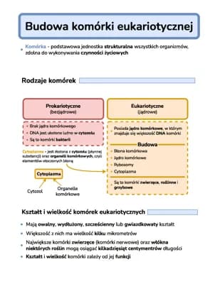Know Budowa komórki eukariotycznej thumbnail