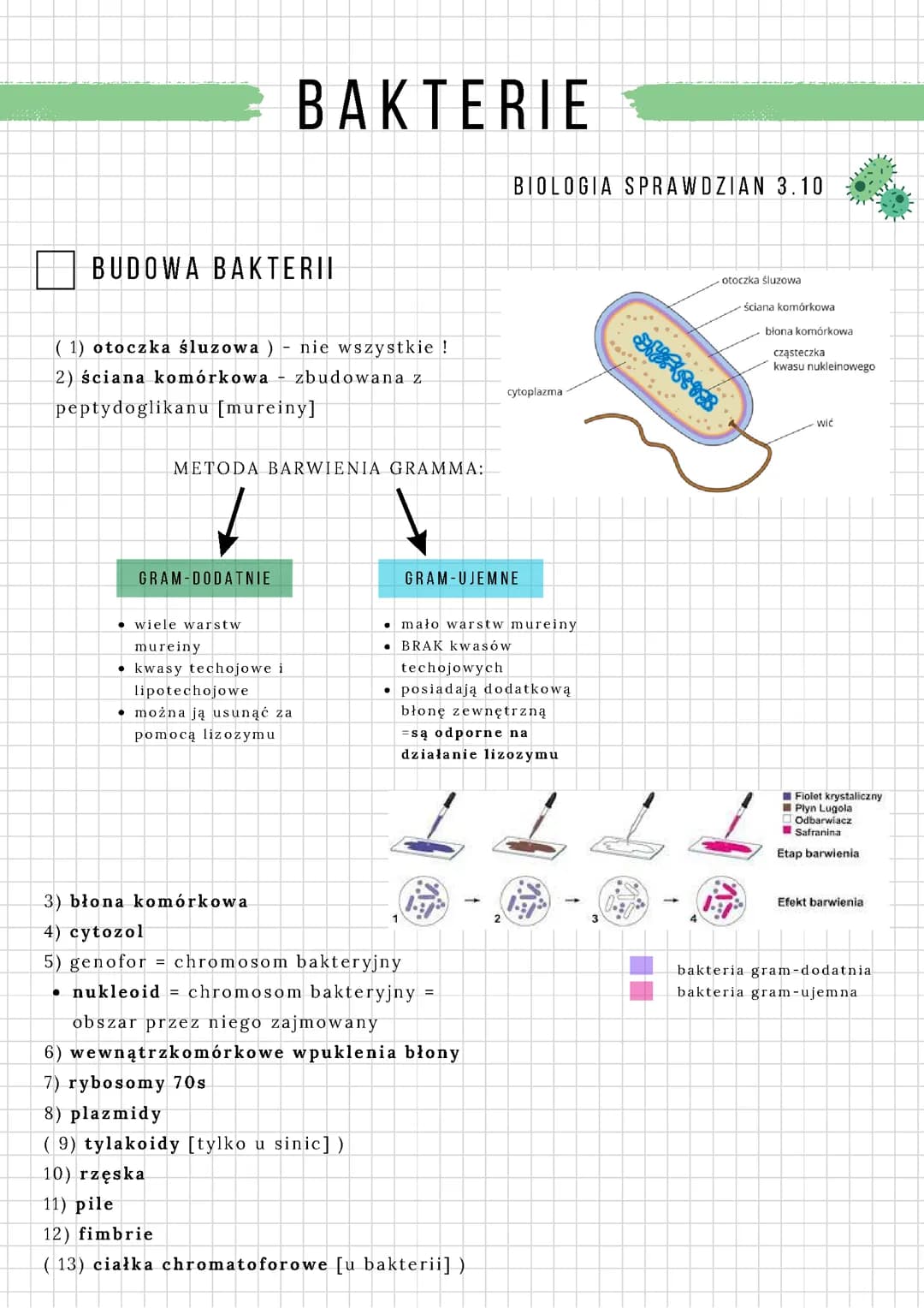 Bakterie notatka Biologia Rozszerzenie