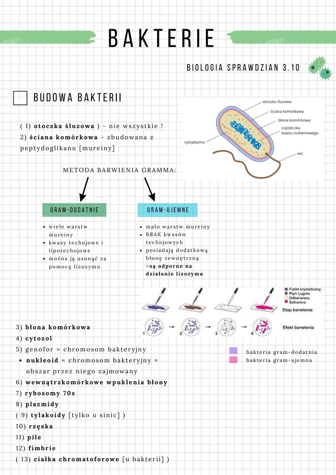 BAKTERIE
BIOLOGIA SPRAWDZIAN 3.10
BUDOWA BAKTERII
(1) otoczka śluzowa ) - nie wszystkie !
2) ściana komórkowa zbudowana z
peptydoglikanu [mu