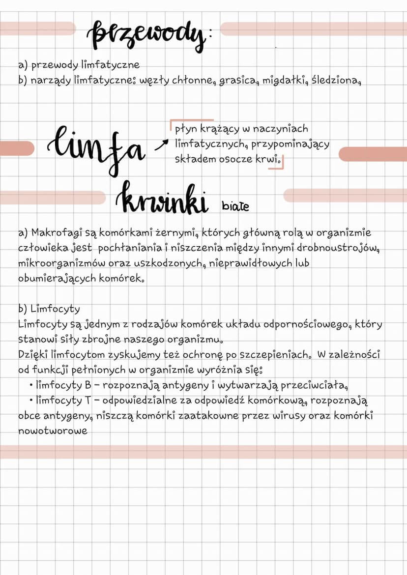 budowa
OF
Grasica - tu dojrzewają
limfocyty, z wiekiem
stopniowo zanika
O← Śledziona - niszczy drobnoustroje
chorobotwórcze oraz stare i
usz