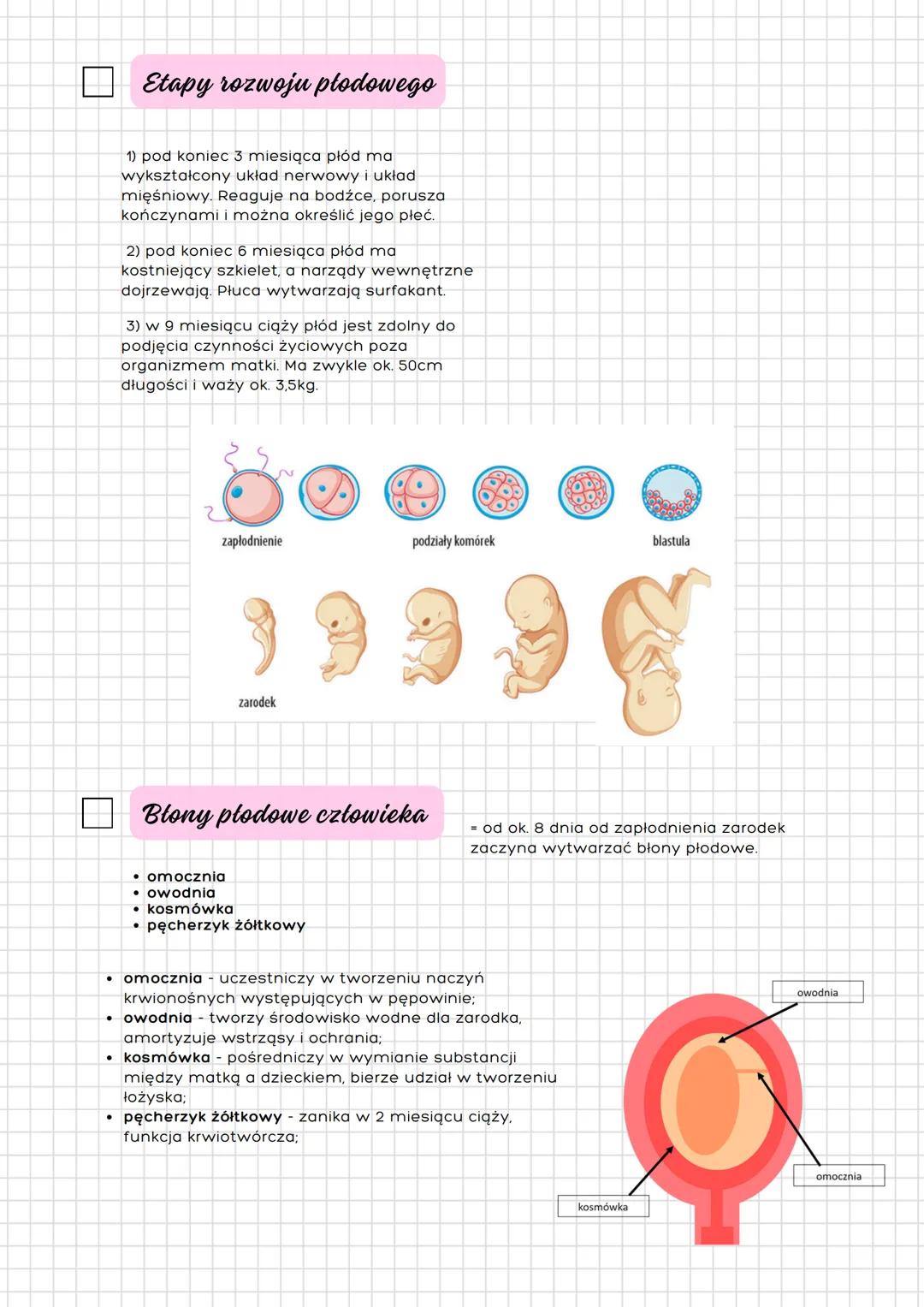# Rozwój
# prenatalny
# człowieka - ciąża

- Ontogeneza

Ontogeneza = rozwój
osobniczy obejmuje
wszystkie zmiany
zachodzące od powstania
pie