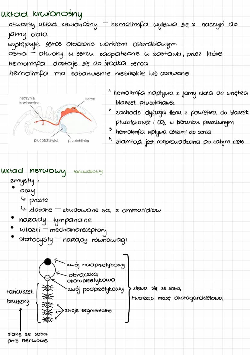 przykłady
pajęczaki skorpiony, kosare, zaleszczotki, roztocza
cechy
●
●
:
stawowo połączone odnóża
metameria heteronomiczna
با
segmenty tacz