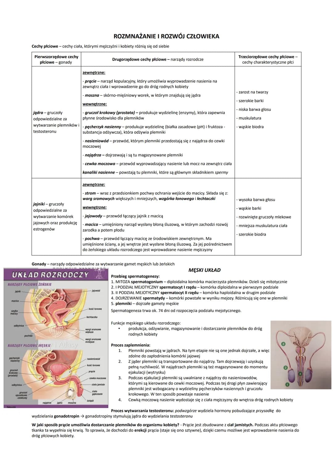 jajnik
macica
szyjka
macicy
odbytnica
pęcherzyk
gruczoł
krokowy
(prostata)
odbytnica
Cechy płciowe - cechy ciała, którymi mężczyźni i kobiet