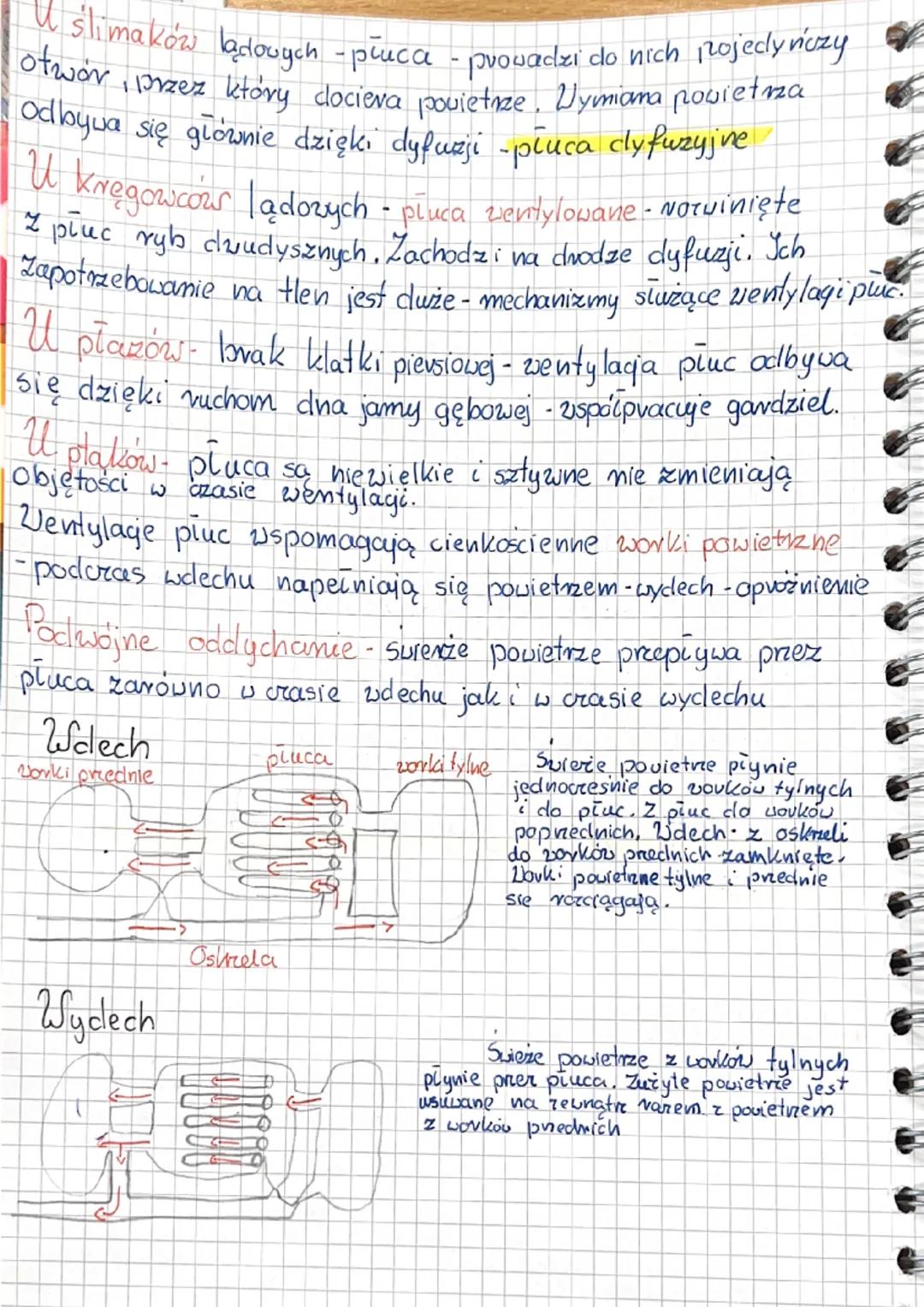 3
1
5. Układ oddechowy u zwierzął
Wymiana gazowa u zwierząt zachodzi całą powierzchnią
ciała lub poprzez narządy oddechove:
• W Wodzie: skrz