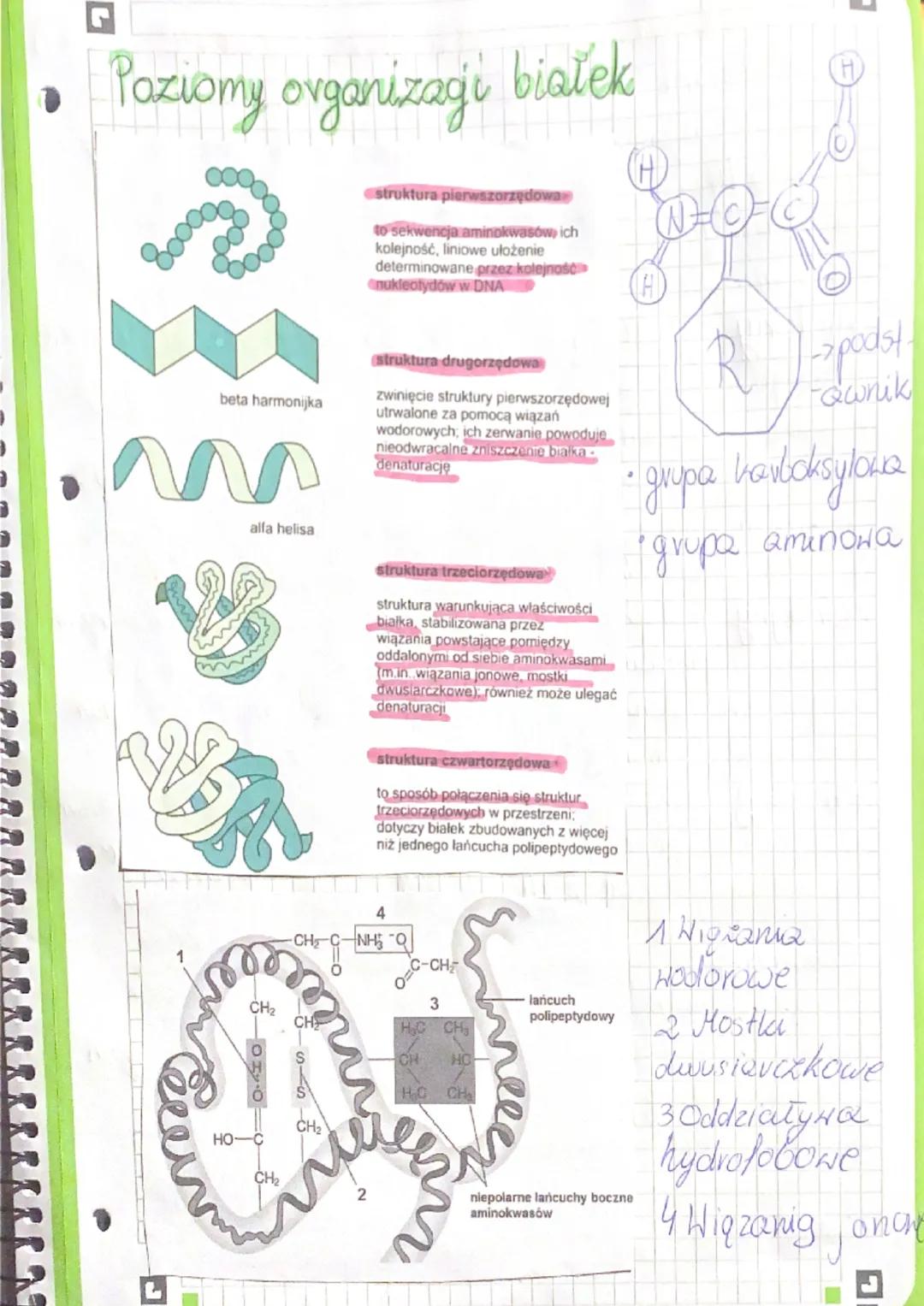 tminokwasy
Białka
są głównym składnikiem budulooHym
komórek i tkanek, odgrywają kluczone
vole w ich metaboliczne.
Aminokwasy -są zbudowane z