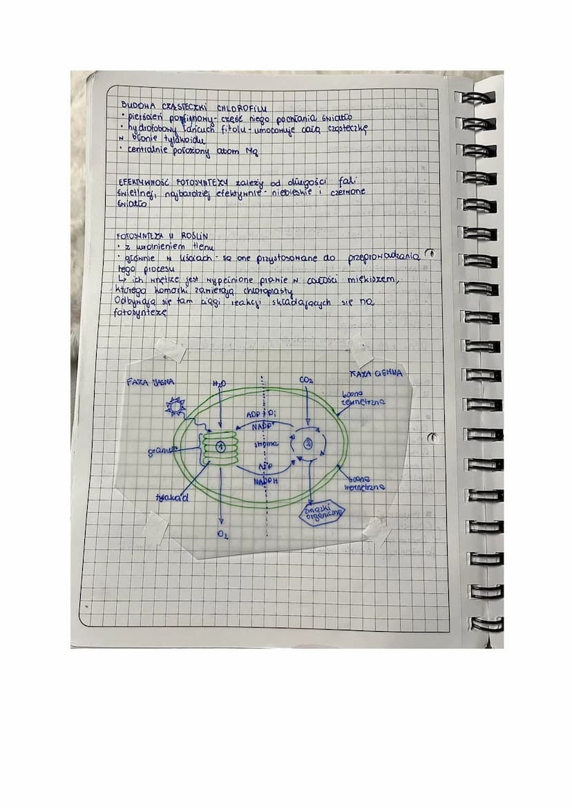 T Fotosyntexa
lekga
AUTOTROFIXM
[Rodzaj odzywiania się organizmow
Samodzielne wytwarzanie ZNIAZKON ORGANICZNYCH Z prostych
ZNIAZKON NIEORGAN