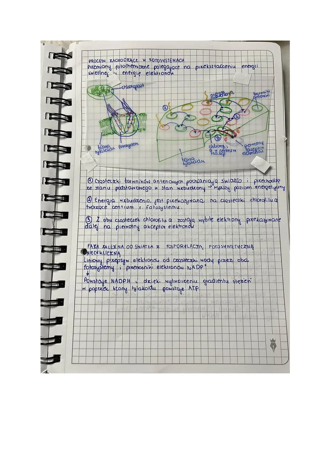 T Fotosyntexa
lekga
AUTOTROFIXM
[Rodzaj odzywiania się organizmow
Samodzielne wytwarzanie ZNIAZKON ORGANICZNYCH Z prostych
ZNIAZKON NIEORGAN