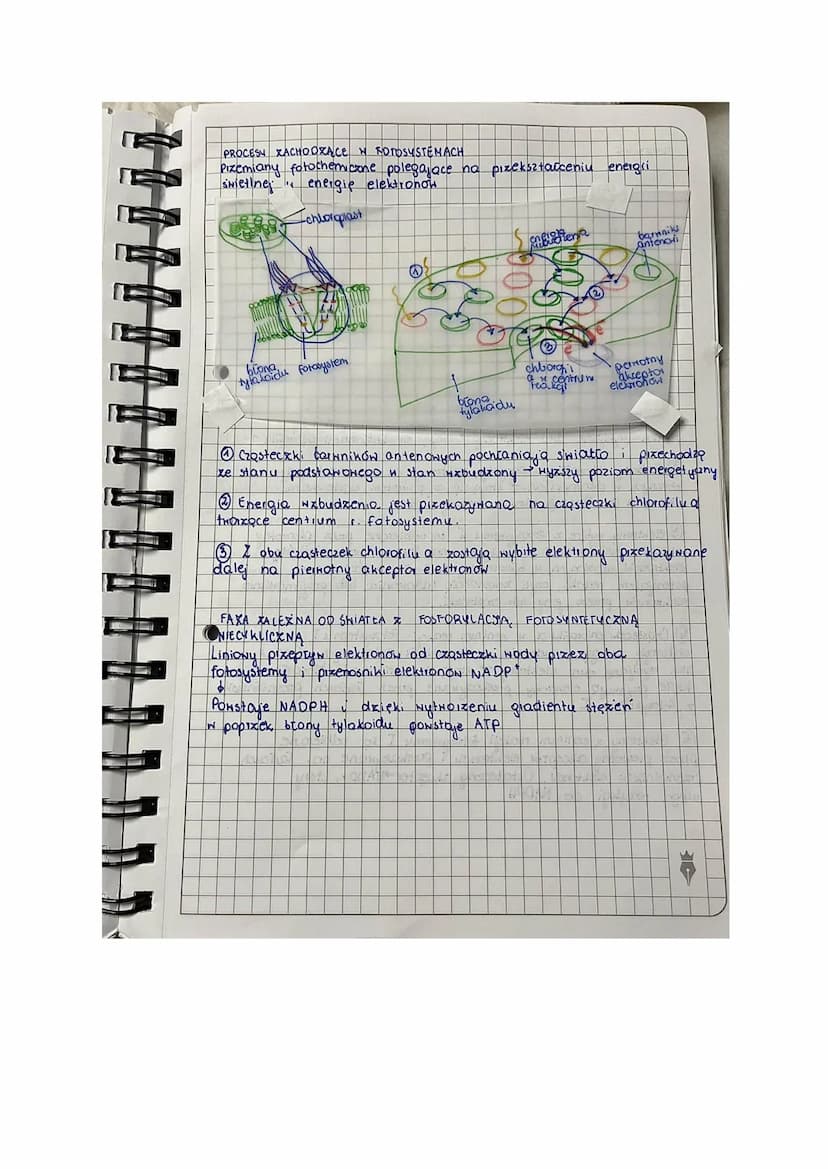 T Fotosyntexa
lekga
AUTOTROFIXM
[Rodzaj odzywiania się organizmow
Samodzielne wytwarzanie ZNIAZKON ORGANICZNYCH Z prostych
ZNIAZKON NIEORGAN