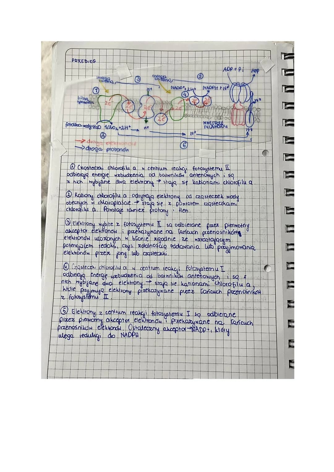 T Fotosyntexa
lekga
AUTOTROFIXM
[Rodzaj odzywiania się organizmow
Samodzielne wytwarzanie ZNIAZKON ORGANICZNYCH Z prostych
ZNIAZKON NIEORGAN