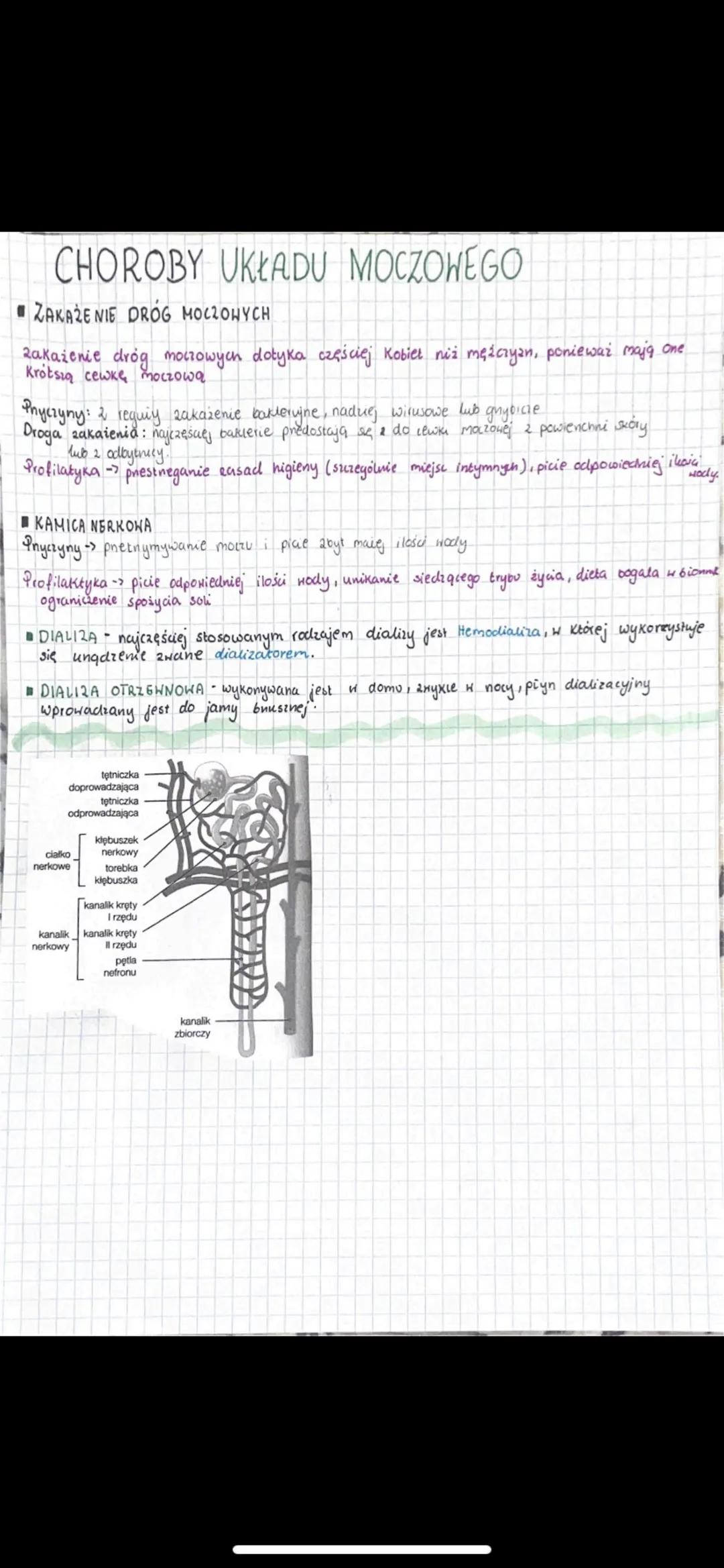 Układ moczowy i jego choroby – biologia w pigułce