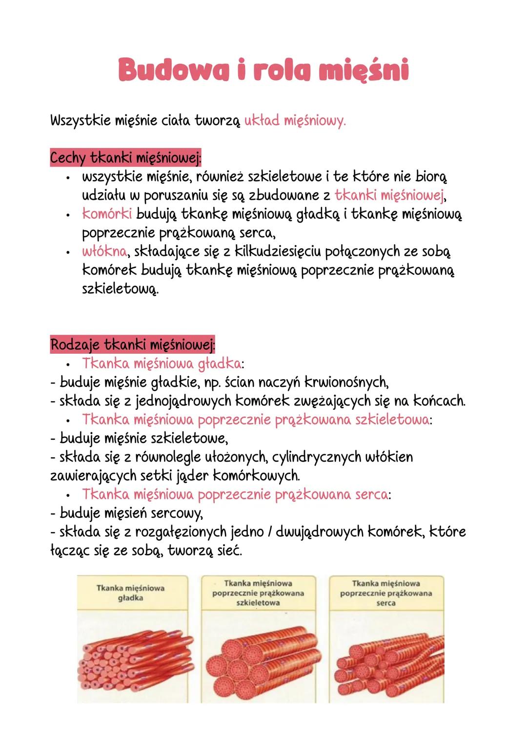 # Budowa i rola mięśni

Wszystkie mięśnie ciała tworzą układ mięśniowy.

Cechy tkanki mięśniowej:
- wszystkie mięśnie, również szkieletowe i