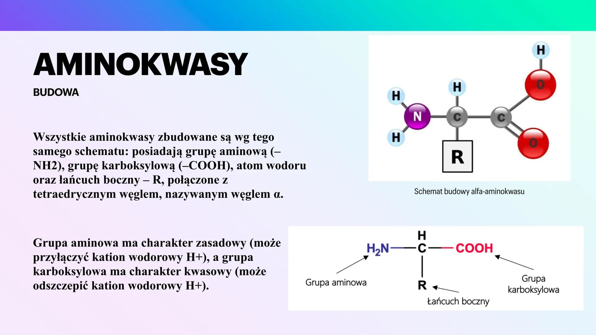 BIAŁKA
I AMINOKWASY
KAROLINA JANKOWSKA AMINOKWASY
CZYM SĄ?
Aminokwasy to związki chemiczne, które po
połączeniu się tworzą białko. Każde bia