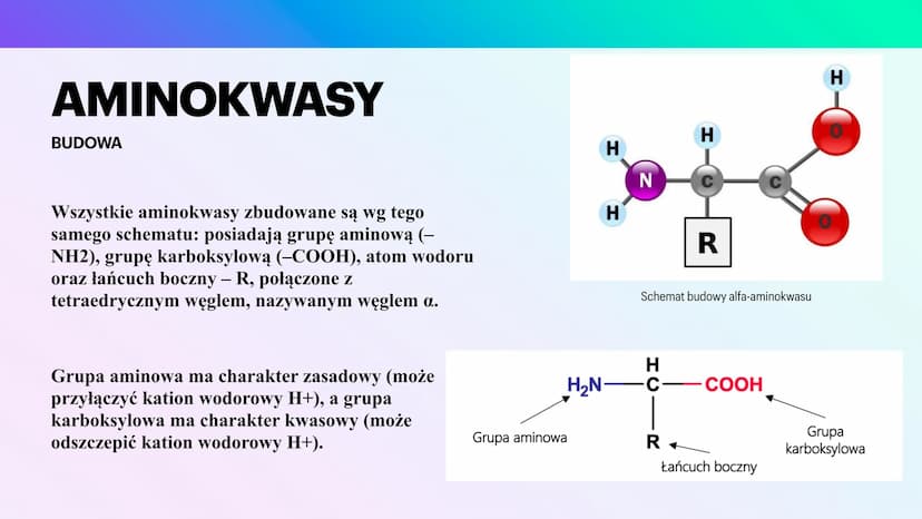 BIAŁKA
I AMINOKWASY
KAROLINA JANKOWSKA AMINOKWASY
CZYM SĄ?
Aminokwasy to związki chemiczne, które po
połączeniu się tworzą białko. Każde bia