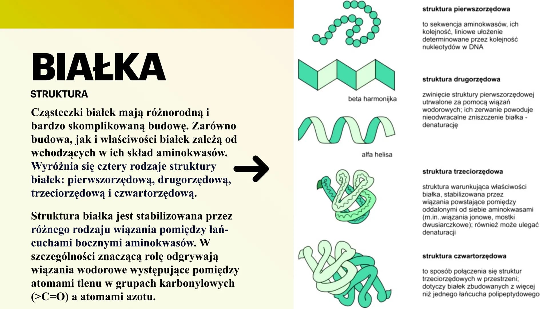 BIAŁKA
I AMINOKWASY
KAROLINA JANKOWSKA AMINOKWASY
CZYM SĄ?
Aminokwasy to związki chemiczne, które po
połączeniu się tworzą białko. Każde bia