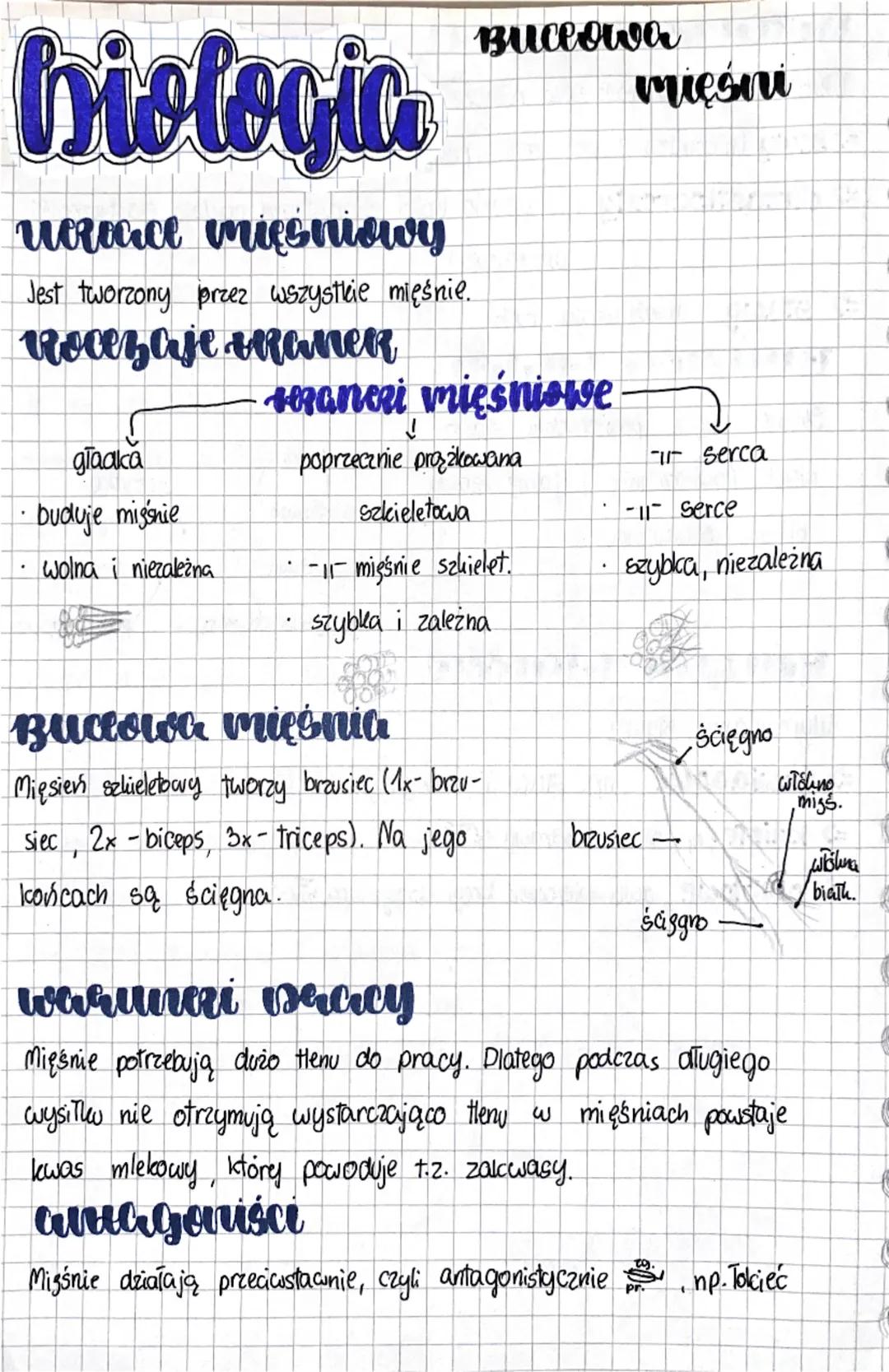 biologia
ueroace mięsniowy
Jest tworzony przez wszystkie mięśnie.
Roczaje braneR
gracka
gładka
buduje misśnie
wolna i niezależna
Bulcowa
man