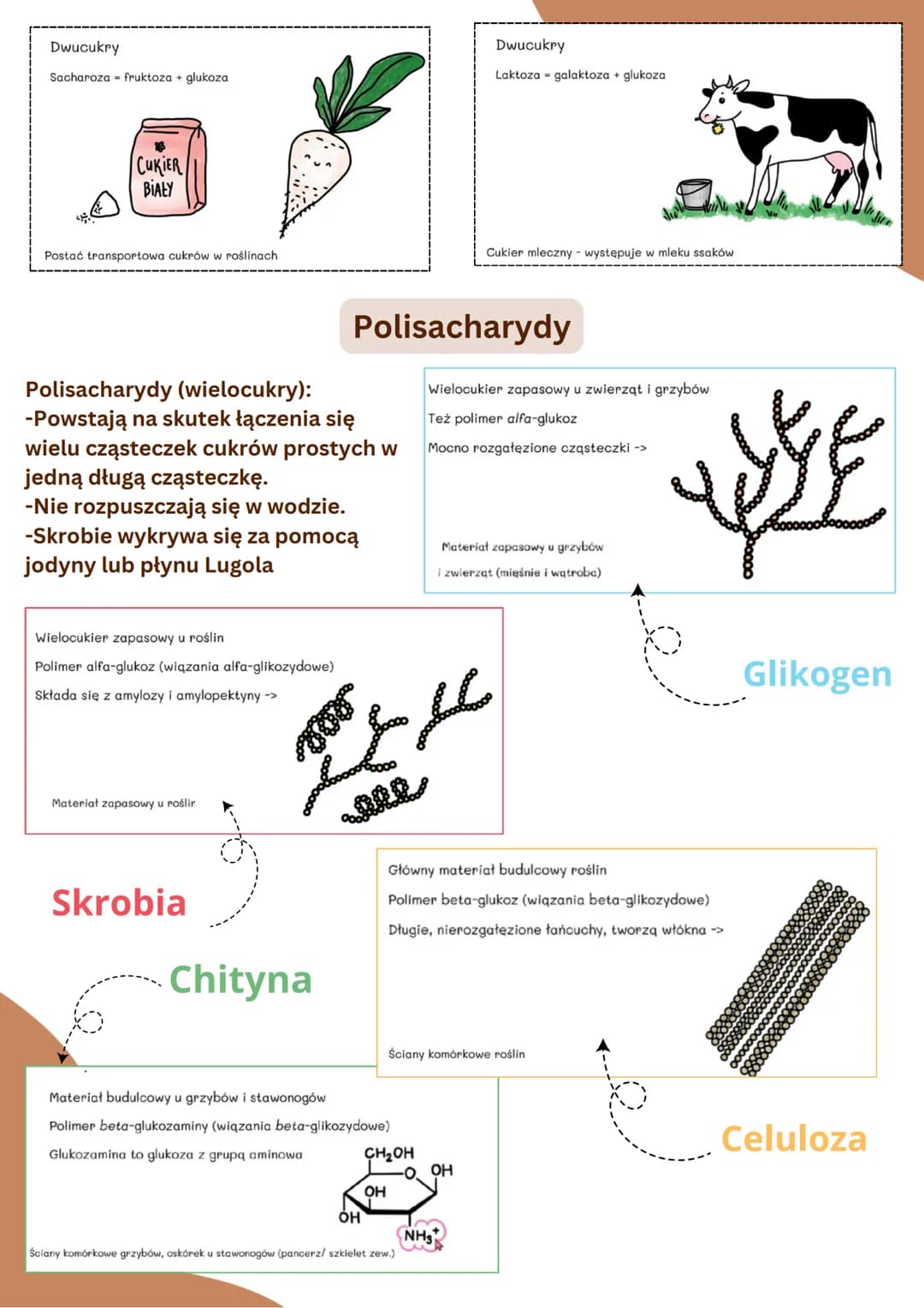 SACHARYDY
Monosacharydy
Monosacharydy (cukry proste):
-Mają słodki smak.
●
с
Carbon
Oligosacharydy
CUKRY,WĘGLOWODANY
ΗΤΟΥΝ
Oxygen
-Są dobrze